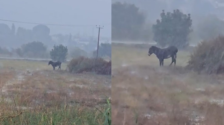 Καλά νέα για το γαϊδουράκι που άφησαν δεμένο μέσα στη βροχή σε χωράφι στην Πάφο (βίντεο)