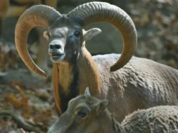 aghrina-large_thumbnail