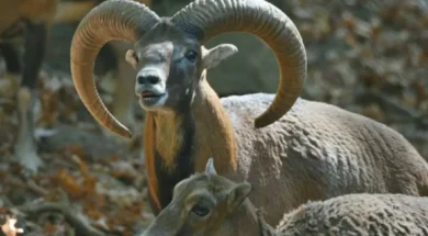 aghrina-large_thumbnail