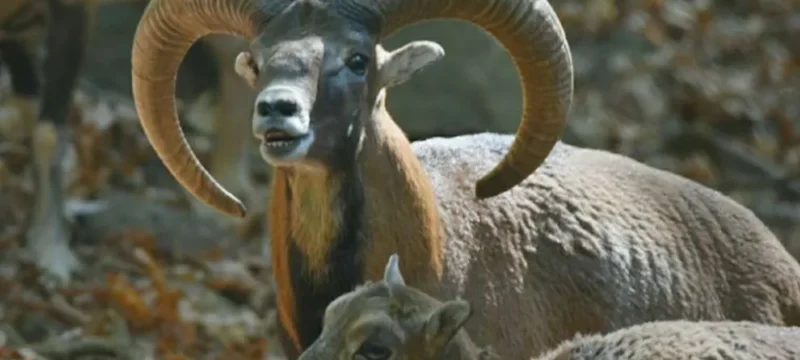 aghrina-large_thumbnail