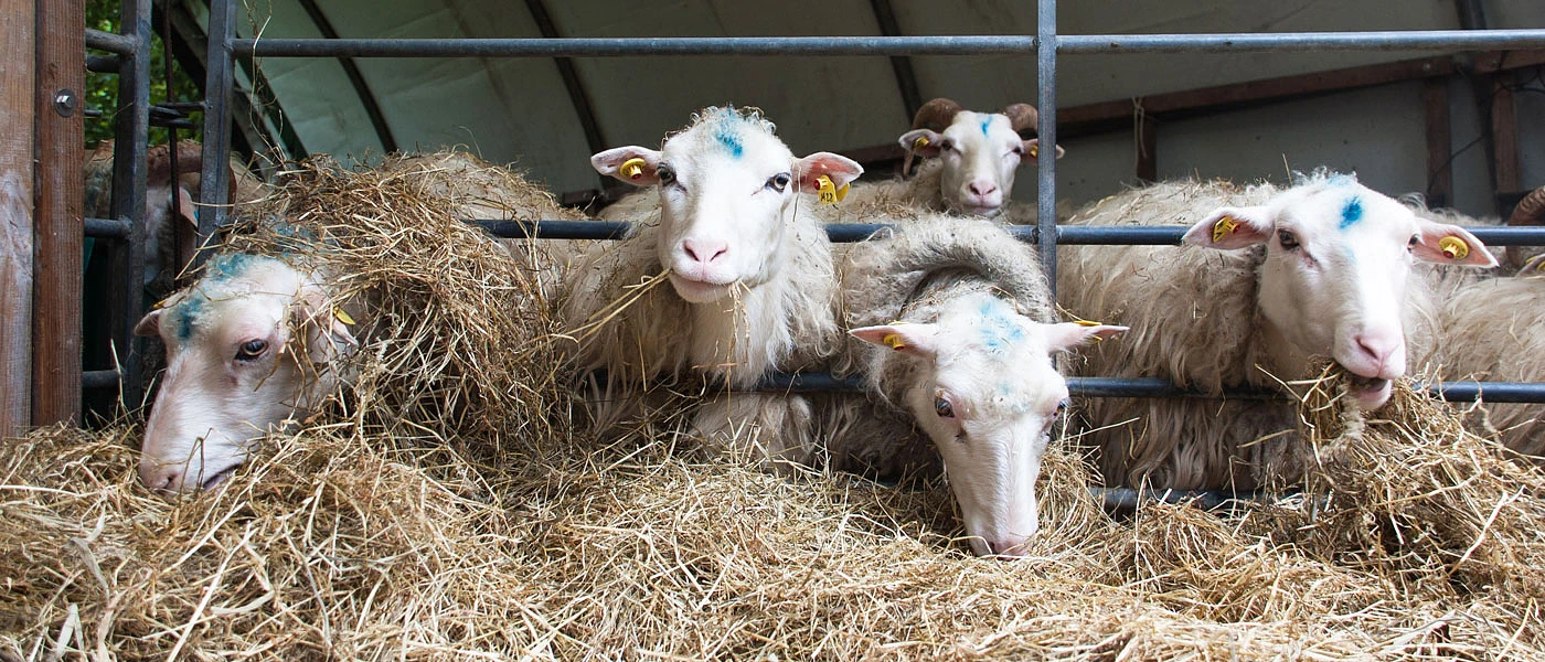 Ξεκίνησε η αποζημίωση κτηνοτρόφων για κατεδάφιση οχληρών υποστατικών