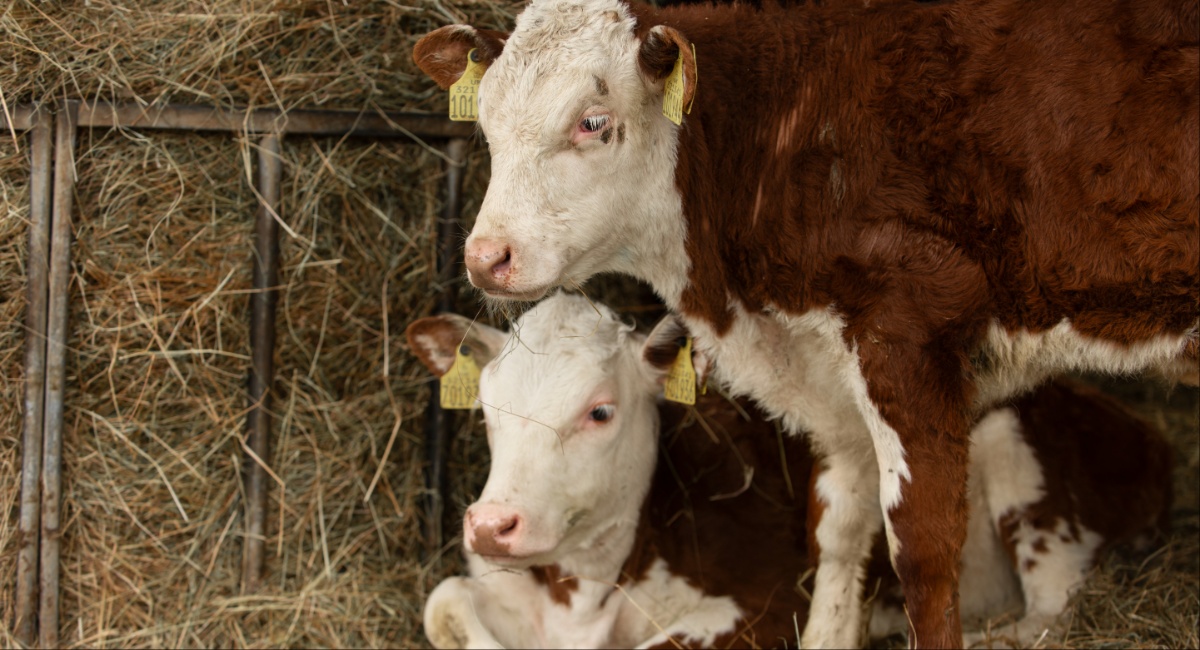 Αφθώδης πυρετός: Στην Κύπρο οι Ευρωπαίοι εμπειρογνώμονες, αυτοψία στα κατεχόμενα