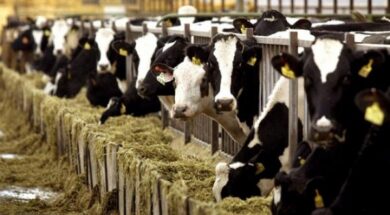 b82ef368fabefd7b79500ade75e06aa5_M