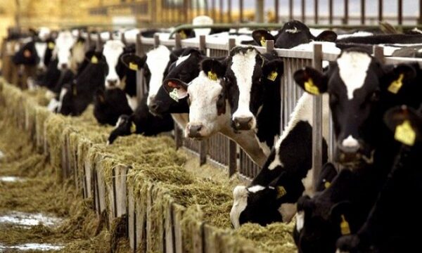 b82ef368fabefd7b79500ade75e06aa5_M