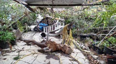 doc202512069501471talaanemostrovilos1_1-thumb