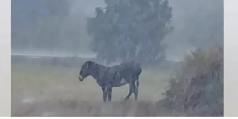 Άφησαν γαϊδουράκι εκτεθειμένο στη δυνατή βροχή – Σωρεία αντιδράσεων (βίντεο)