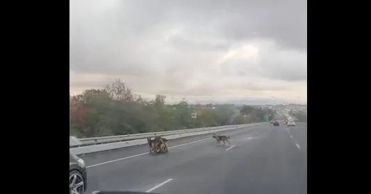 Αγέλη σκύλων «εισέβαλε» στον αυτοκινητόδρομο