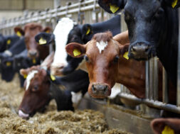 happy-cows_6_housed-dairy-cows (1)