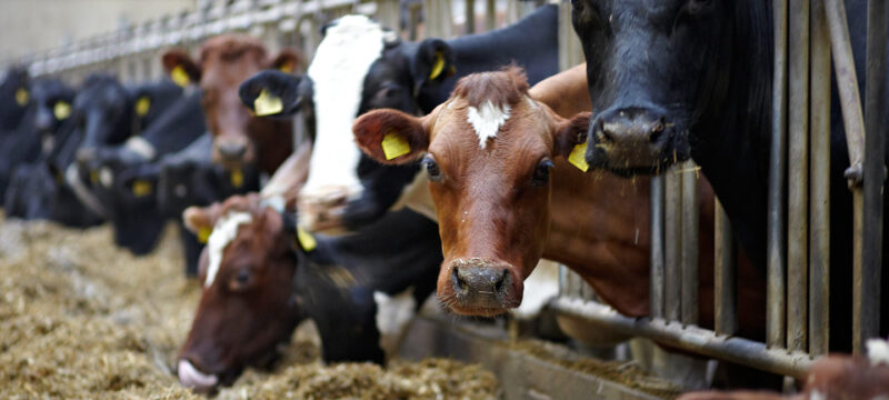 happy-cows_6_housed-dairy-cows (1)