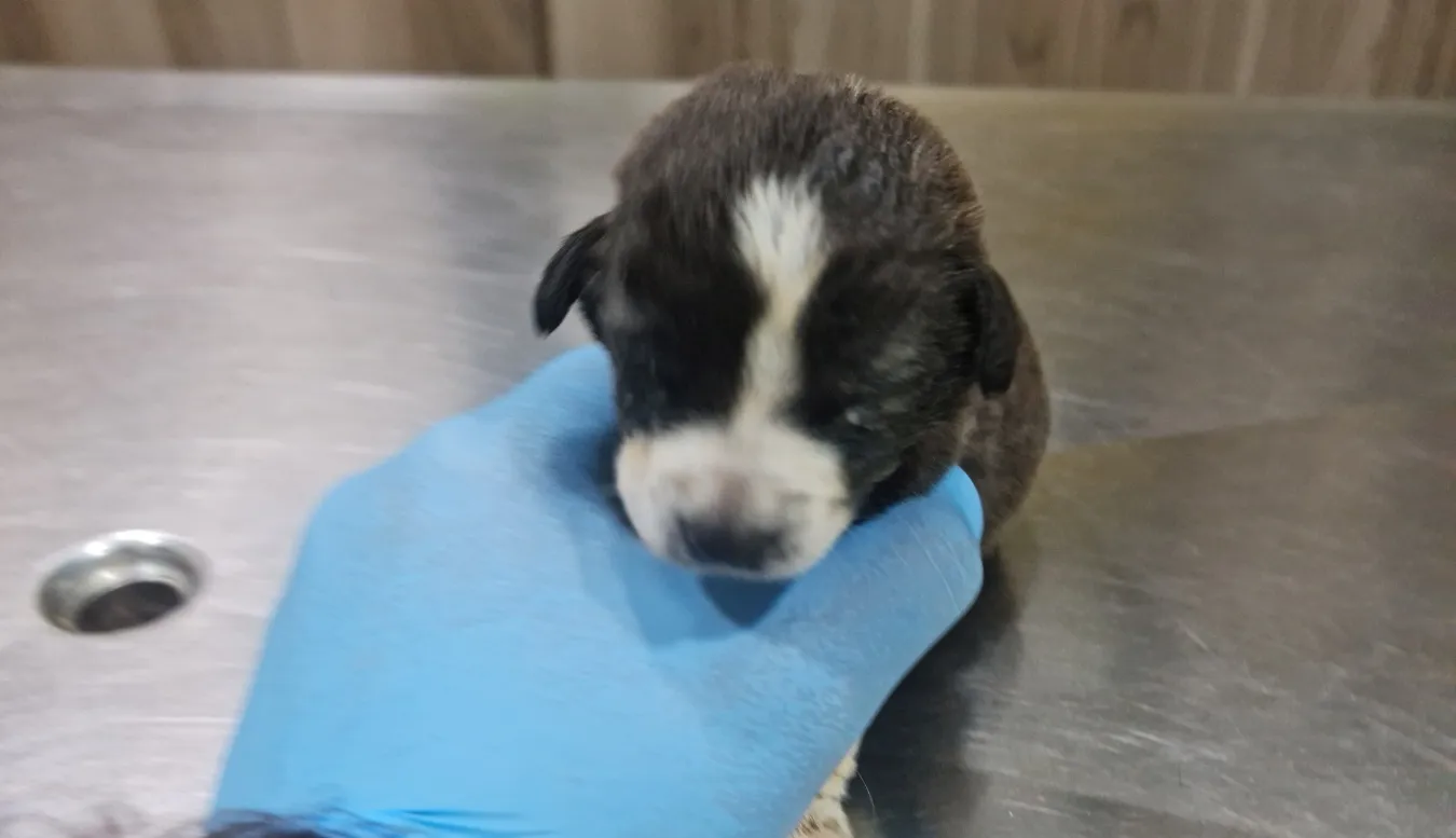 Το σκυλί «θαύμα»: Το πέταξαν στον φράχτη Ξυλιάτου αλλά κατάφερε να επιβιώσει