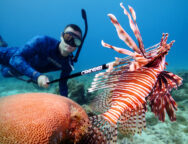 leontopsaro-aigaio_1