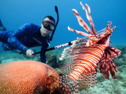 leontopsaro-aigaio_1