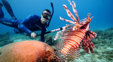 leontopsaro-aigaio_1