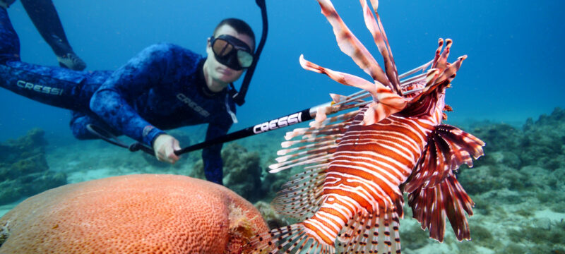 leontopsaro-aigaio_1