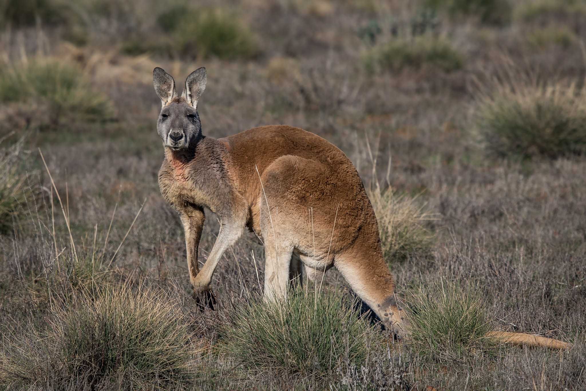Αυστηρό το μήνυμα για κακοποίηση ζώων από την Αστυνομία μετά την επιβολή της ποινής από το Δικαστήριο στον παράνομο Αφρικανό που έσφαξε καγκουρό σε δημόσιο χώρο στη Δερύνεια