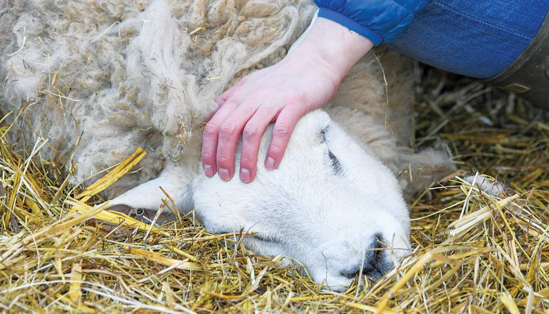 Έρχονται Ευρωπαίοι εμπειρογνώμονες στην Κύπρο μετά τον συναγερμό για αφθώδη πυρετό στα κατεχόμενα