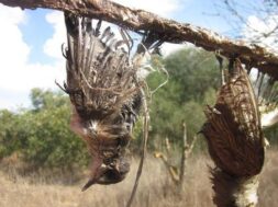 syllipsi-68chronou-me-ptina-kai-xoverga-1-7