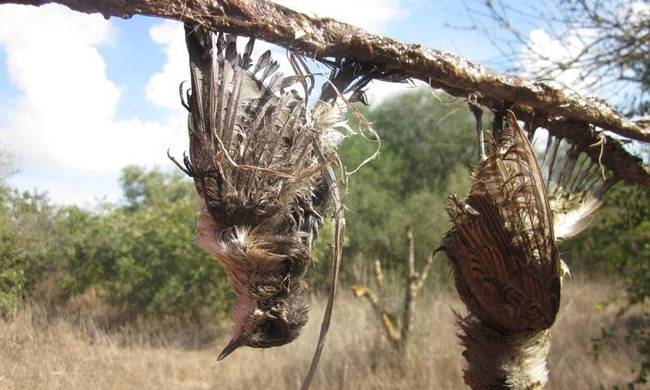 Kαταδίκη 55 υπόπτων και την επιβολή προστίμων €239 χιλ. για λαθροθηρία