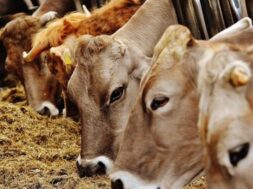 thumb__800_0_0_0_auto