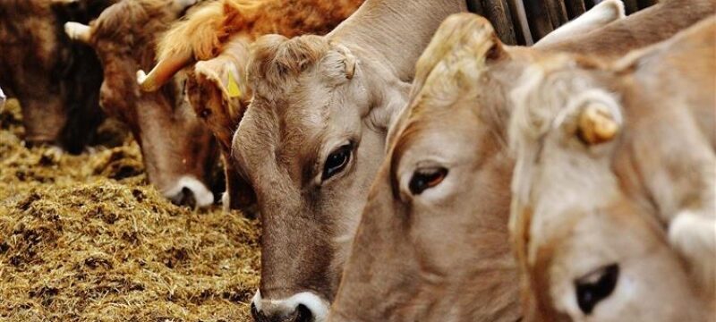 thumb__800_0_0_0_auto