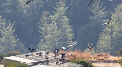 606446376_1388533703309436_3575345259872206702_n-thumb