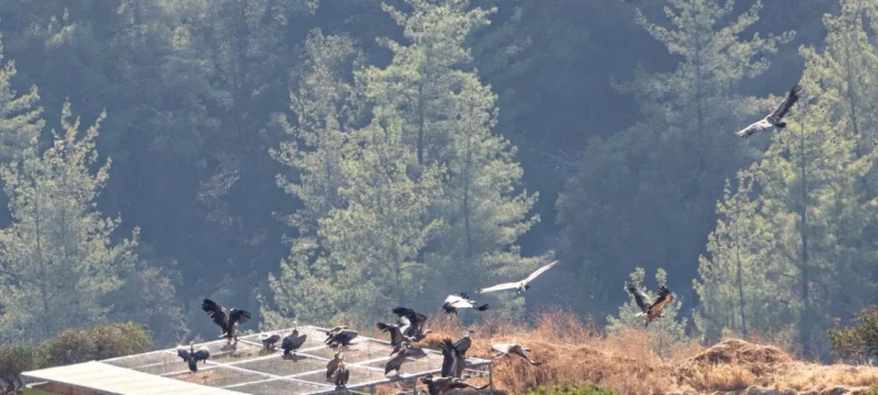 606446376_1388533703309436_3575345259872206702_n-thumb