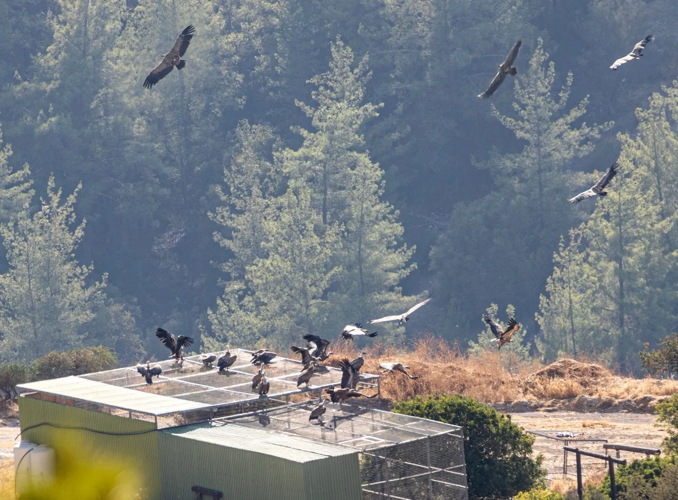Πάνω από 40 γύπες διασχίζουν τους ουρανούς της Κύπρου  (βίντεο)