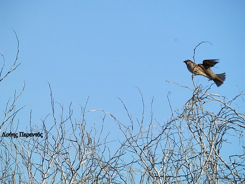 Απ’ του Γενάρη τους σπουργίτες, γνέθεται η ελπίδα
