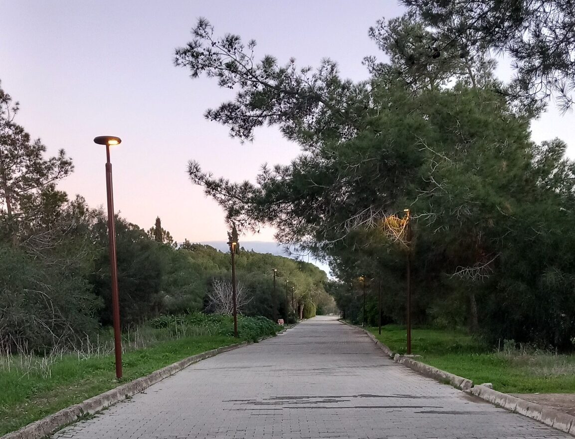 Να ξαναζωντανέψει το Παττίχειο Δάσος – Δεντροφύτευση στη Λάρνακα