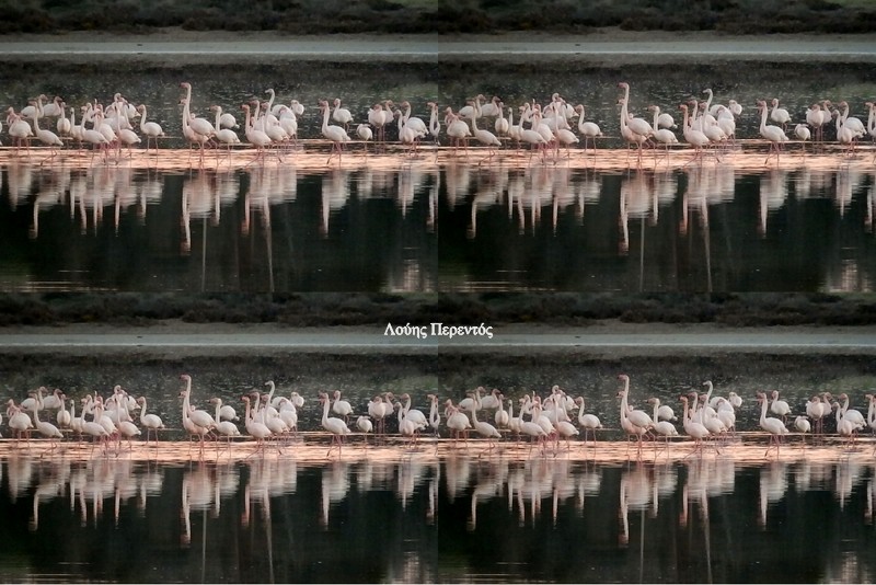 Έργο τέχνης, όπως και τα Κυπριακά κεντήματα οι ροζ επισκέπτες στην Αλυκή της Λάρνακας