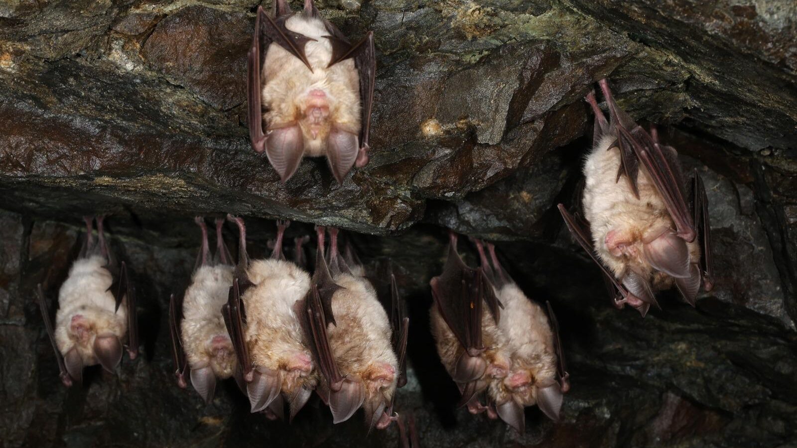 Μεγάλη ομάδα σπάνιου είδους νυχτερίδας εντοπίστηκε στο Πάρκο Τροόδους  (φώτο)