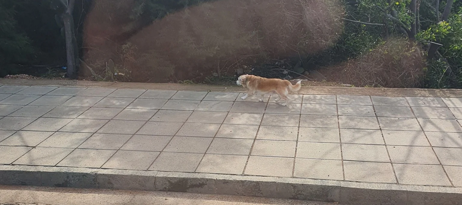 Οδηγός παράτησε σκύλο στην Αγία Νάπα και εξαφανίστηκε (φώτο)