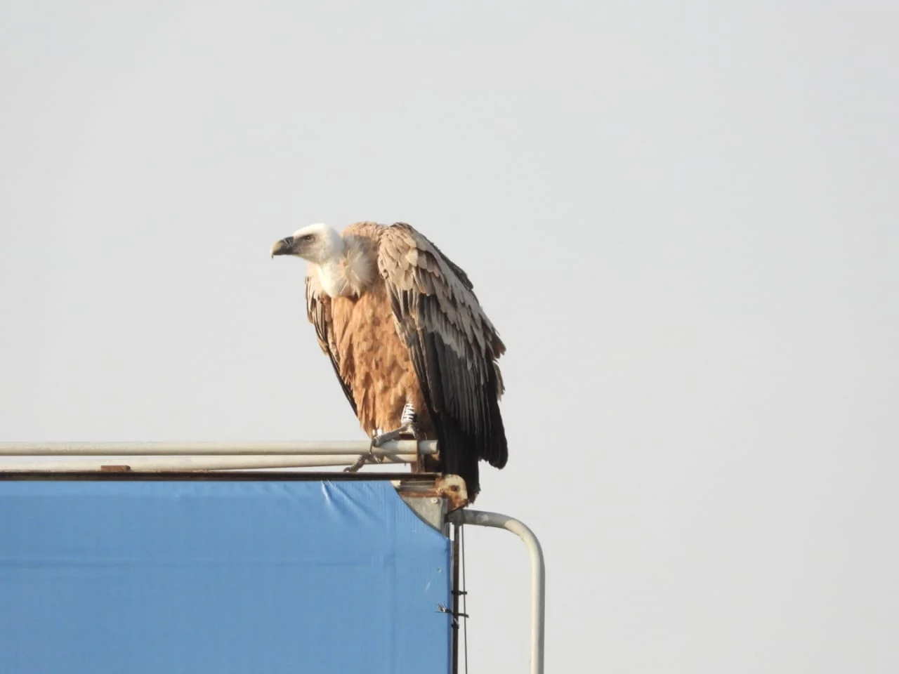 Τι συμβαίνει με τον γύπα που βρισκόταν σε ταμπέλα στην Ορόκλινη για δύο ημέρες  (φώτο)