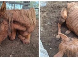 Horse-photos-e1767605504103-768×431