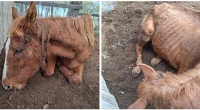 Horse-photos-e1767605504103-768×431