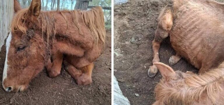 Horse-photos-e1767605504103-768×431