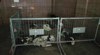 aghelades_katekhomena-large_thumbnail