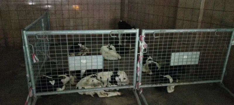 aghelades_katekhomena-large_thumbnail