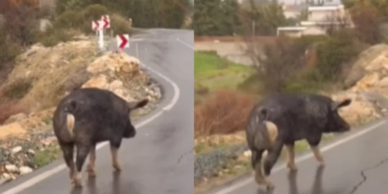 Μετά τον στρουθοκάμηλο… και γουρούνι στους δρόμους της Κύπρου  (βίντεο)