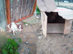 collageskilakia-thumb