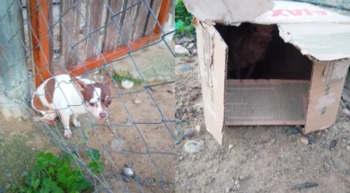 collageskilakia-thumb