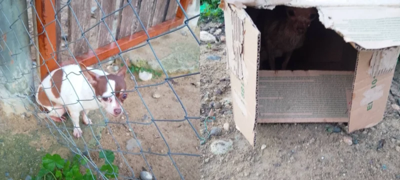 collageskilakia-thumb