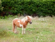 depositphotos_53160957-stock-photo-brown-pony-grazing-in-a