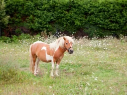 depositphotos_53160957-stock-photo-brown-pony-grazing-in-a
