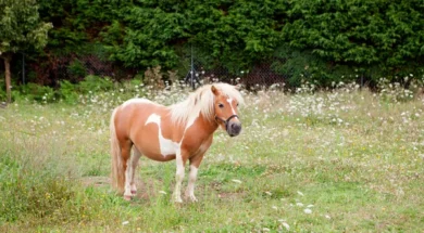 depositphotos_53160957-stock-photo-brown-pony-grazing-in-a