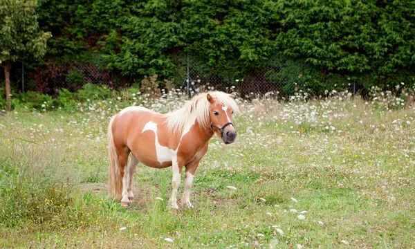 depositphotos_53160957-stock-photo-brown-pony-grazing-in-a
