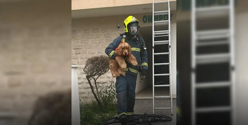 Πυρκαγιά σε πολυκατοικία στη Λάρνακα: πυροσβέστης σώζει σκυλάκι από την πυρκαγιά  – οκτώ άτομα στο νοσοκομείο (φώτο)