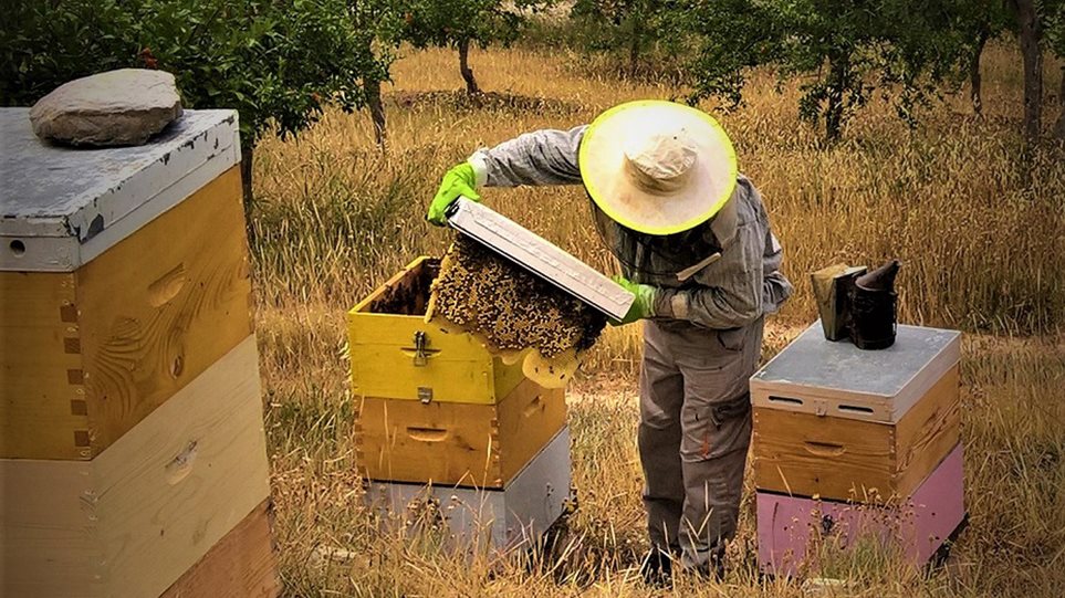 Έως και 30% η μείωση στην παραγωγή μελιού στην Κύπρο λόγω των καιρικών συνθηκών