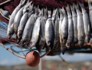 psari_fest.width-1920