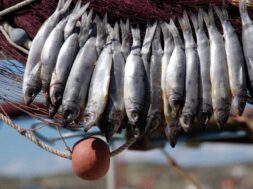 psari_fest.width-1920